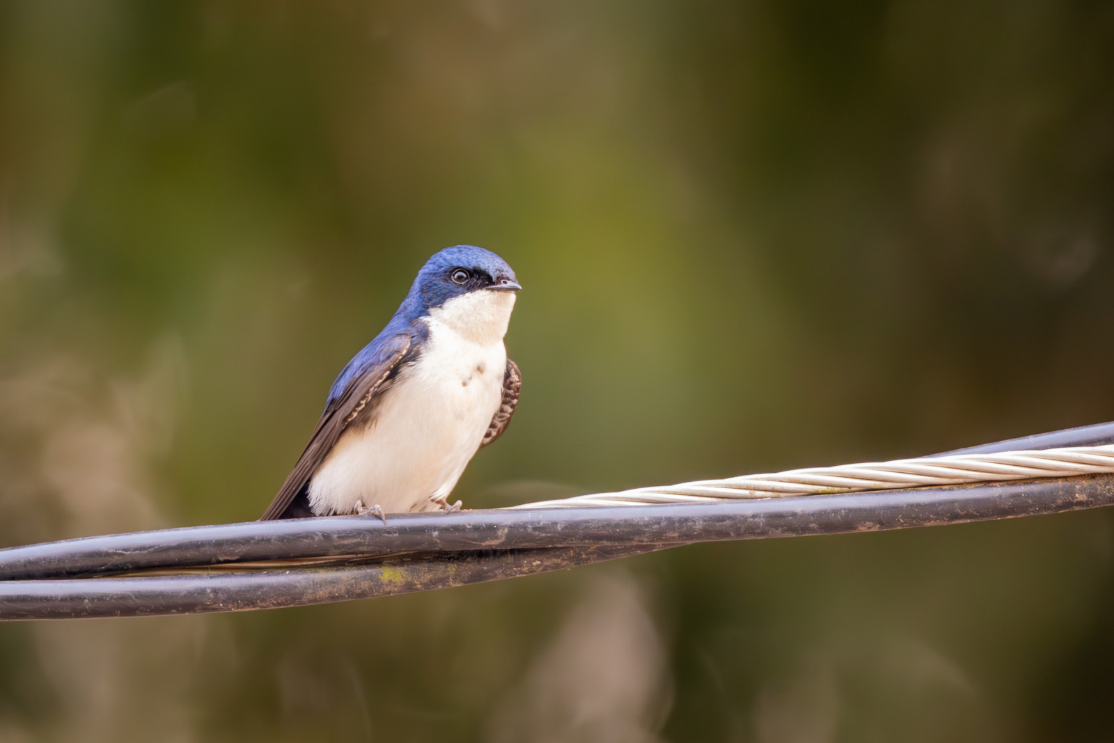 image Blue-and-white Swallow